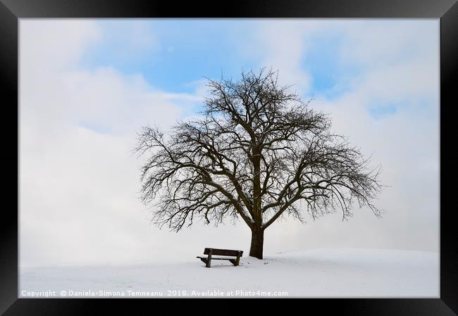 Single tree with bench and snow Framed Print by Daniela Simona Temneanu