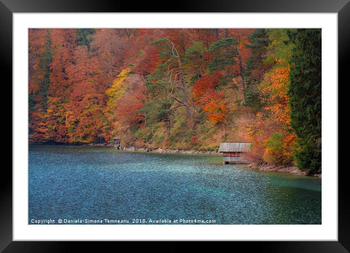 Wooden cottage on Alpsee lake and autumn forest Framed Mounted Print by Daniela Simona Temneanu