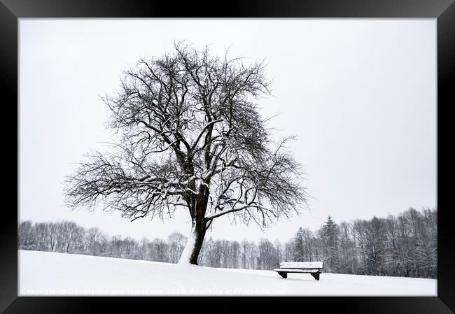 Leafless tree and a bench covered in snow Framed Print by Daniela Simona Temneanu