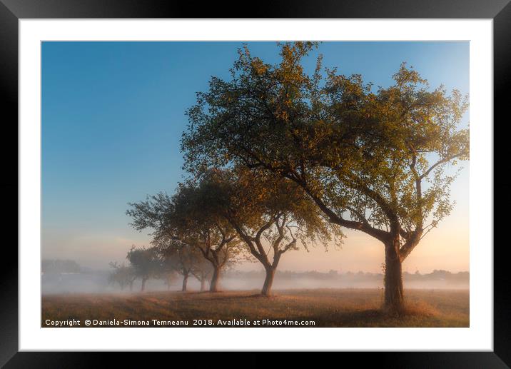 Apple orchard at sunrise in the mist Framed Mounted Print by Daniela Simona Temneanu