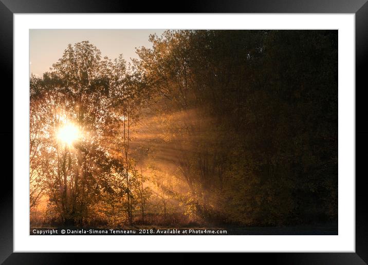 Sun rays shining through fog and trees Framed Mounted Print by Daniela Simona Temneanu