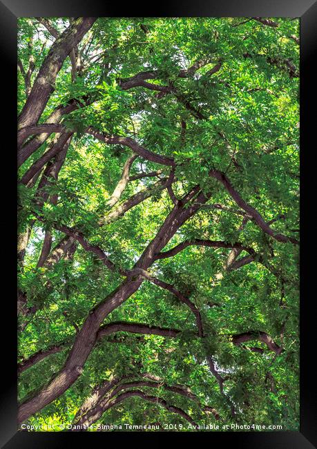 Tree branches and rich green foliage background Framed Print by Daniela Simona Temneanu