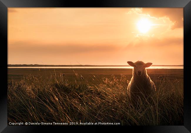 Young sheep in tall grass at sunrise Framed Print by Daniela Simona Temneanu
