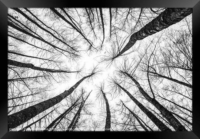Trees towards sky bottom up view Framed Print by Daniela Simona Temneanu