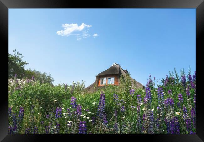 Frisian house with thatched roof  and colorful wildflower field Framed Print by Daniela Simona Temneanu