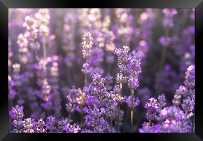 Lavender flowers in bloom in sunlight. Purple lavender field Framed Print by Daniela Simona Temneanu