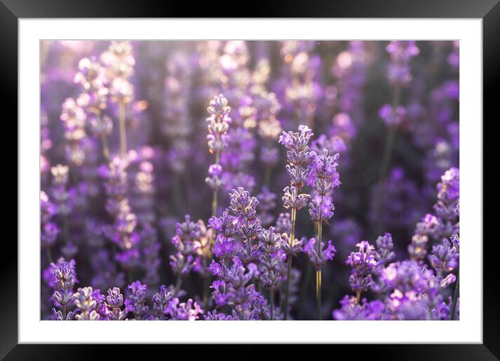 Lavender flowers in bloom in sunlight. Purple lavender field Framed Mounted Print by Daniela Simona Temneanu