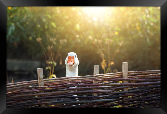 One goose behind farm fence on a sunny day Framed Print by Daniela Simona Temneanu