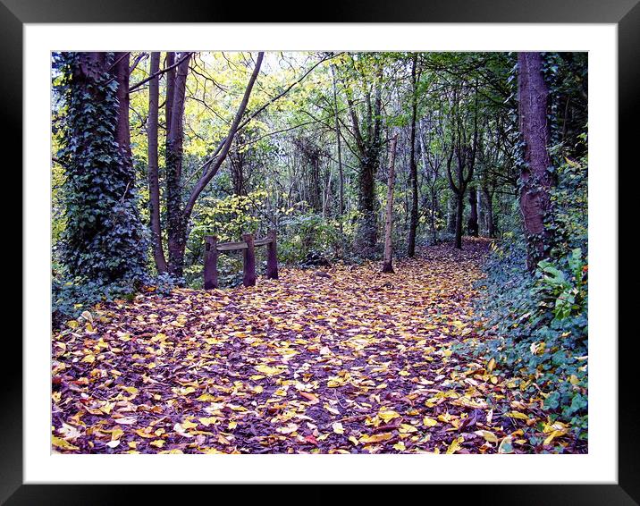Autumn in Clifton Downs Framed Mounted Print by Steve Painter