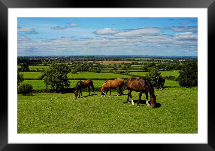 A group of horses graze the sweet green grass at Old Sodbury Framed Mounted Print by Steve Painter