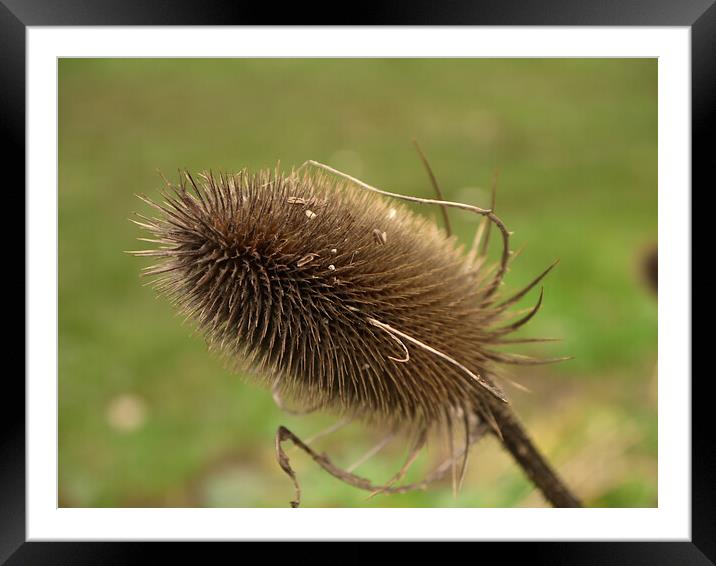 Close up of teasel seed heads Framed Mounted Print by Steve Painter