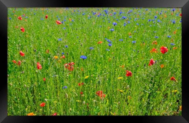 A bed of colorful wild flowers  Framed Print by Steve Painter