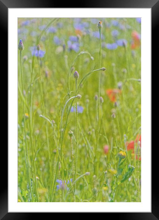 Wild native flowers Kensington Palace  Framed Mounted Print by Steve Painter