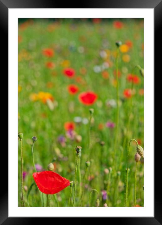 Wild native flowers Kensington Palace  Framed Mounted Print by Steve Painter