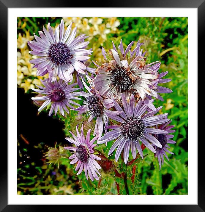 Daisy for today Framed Mounted Print by Steve Painter