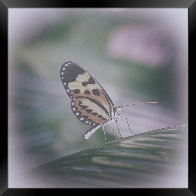 Tropical butterfly in the rainforest Framed Print by Steve Painter