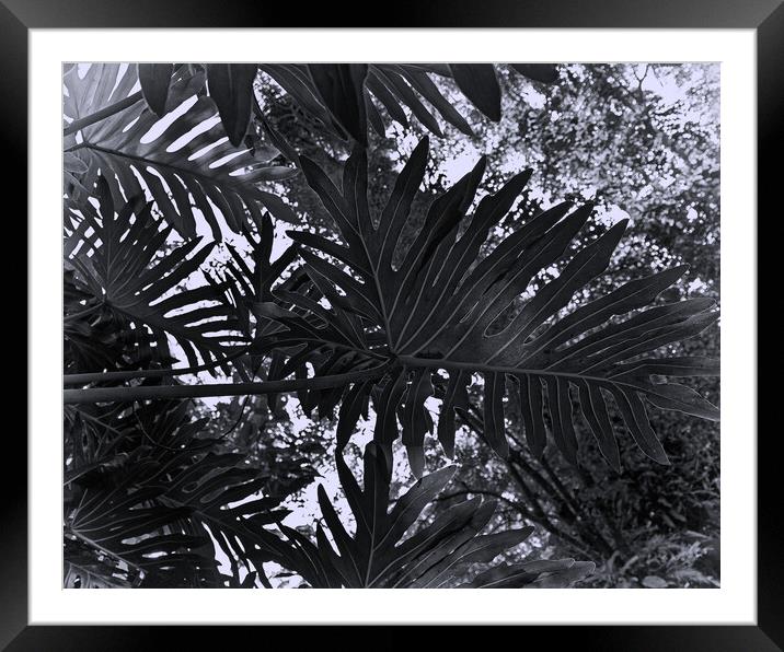 Tropical leaves Framed Mounted Print by Steve Painter