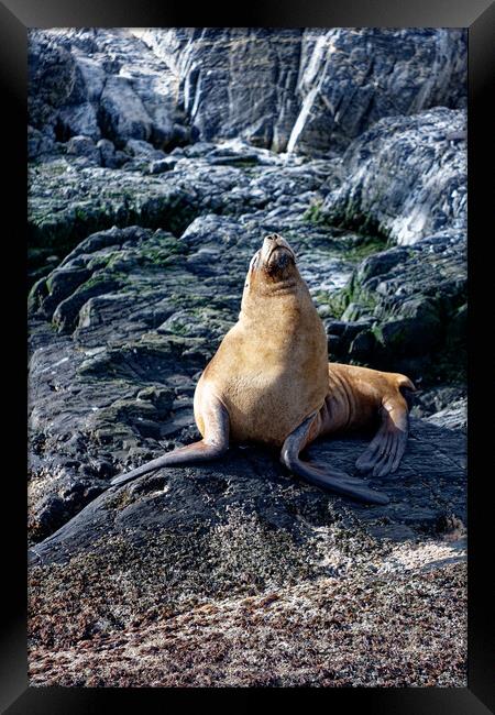 A seal on a rocky island Framed Print by Steve Painter