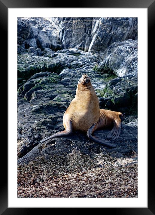 A seal on a rocky island Framed Mounted Print by Steve Painter