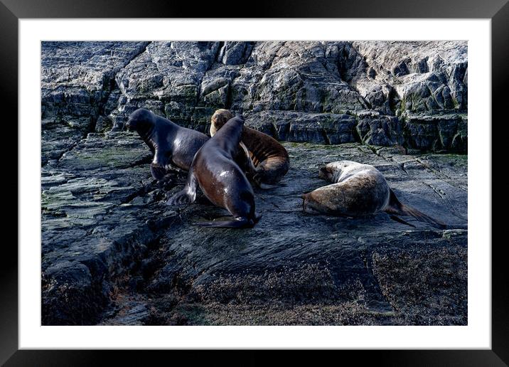 Seals and their pups Framed Mounted Print by Steve Painter
