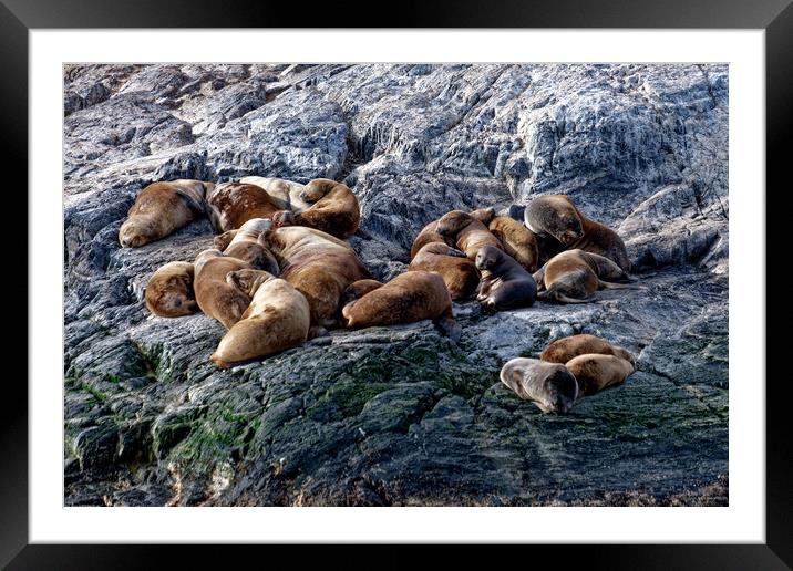 Seal colony Framed Mounted Print by Steve Painter