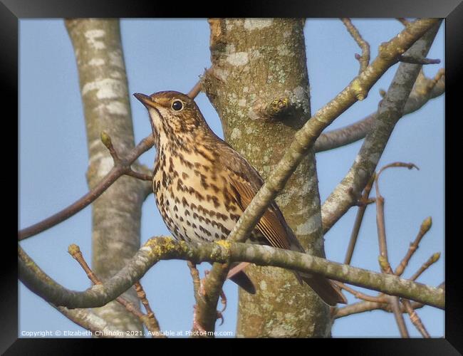 Song Thrush in a bare tree in Buckfast Framed Print by Elizabeth Chisholm