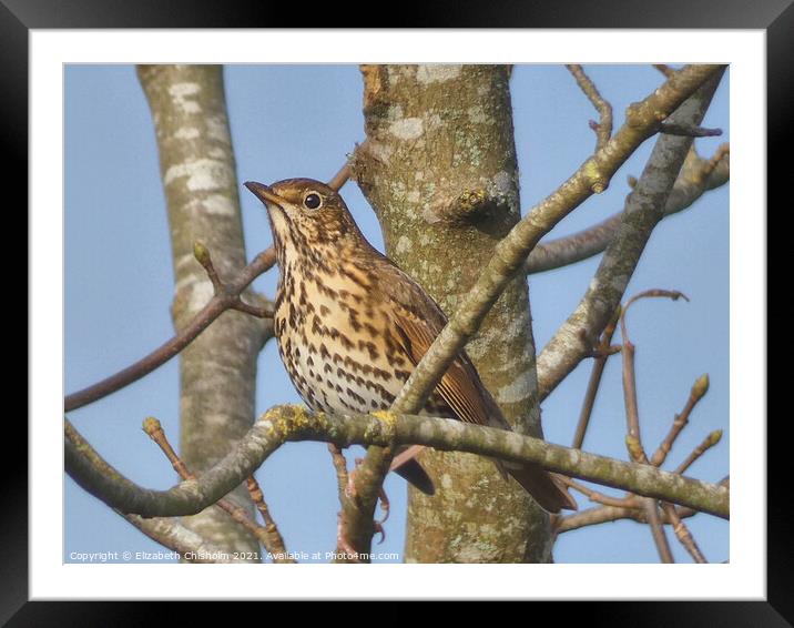 Song Thrush in a bare tree in Buckfast Framed Mounted Print by Elizabeth Chisholm