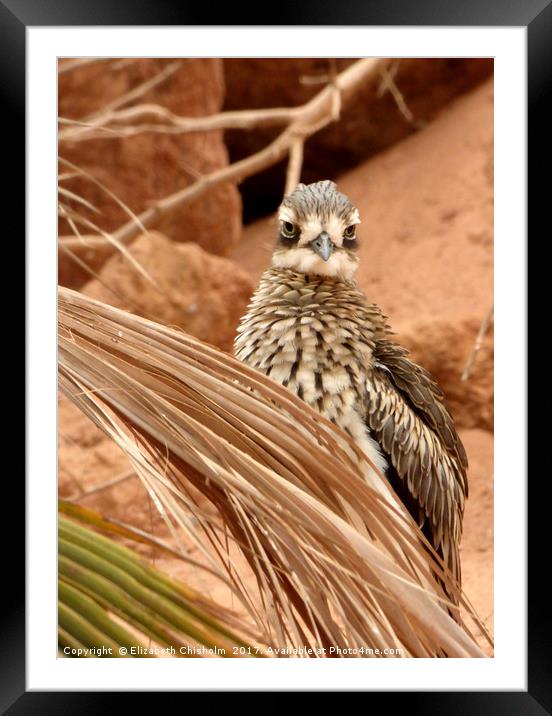 Australian Bush Thicknee hiding in the desert Framed Mounted Print by Elizabeth Chisholm