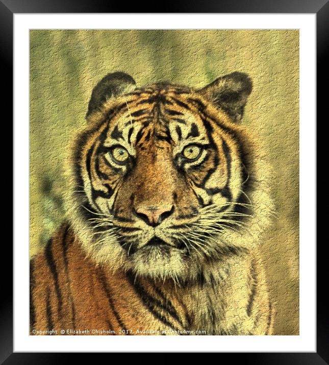Young Sumatran Tiger Framed Mounted Print by Elizabeth Chisholm