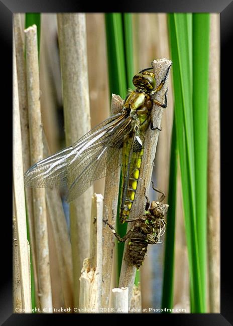 From Nymph to Dragonfly Framed Print by Elizabeth Chisholm