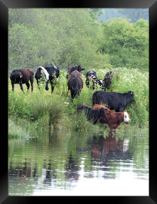 Cattle on the banks of the River Dart Framed Print by Elizabeth Chisholm
