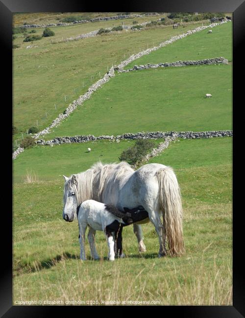 Dartmoor Pony and Foal Framed Print by Elizabeth Chisholm