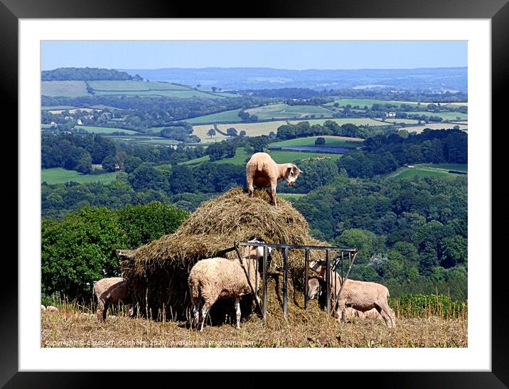 Devon sheep in the hay Framed Mounted Print by Elizabeth Chisholm