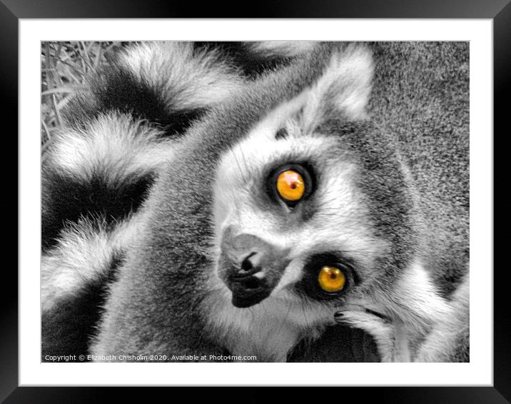 Portrait of a curious ring tailed lemur Framed Mounted Print by Elizabeth Chisholm