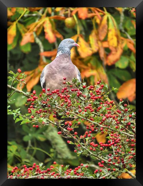 Autumn with Pigeon Framed Print by Elizabeth Chisholm
