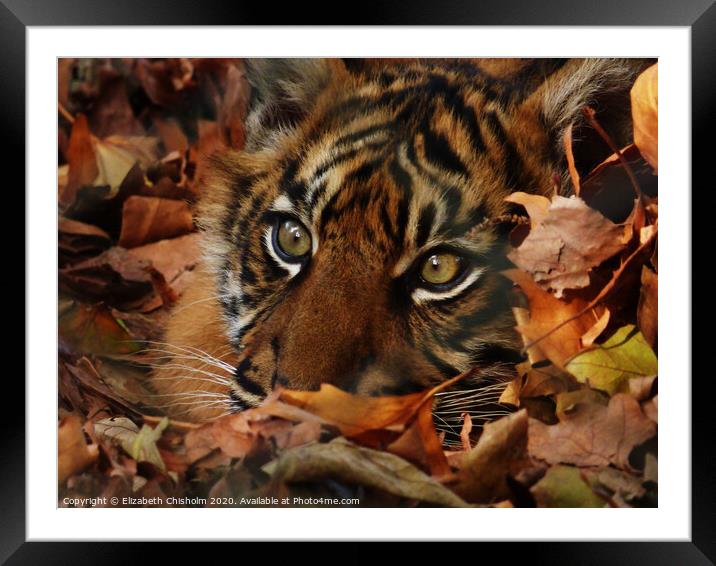 Tiger hiding in the leaves Framed Mounted Print by Elizabeth Chisholm