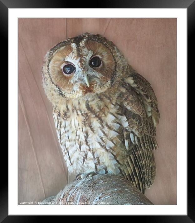 Tawny Owl Framed Mounted Print by Elizabeth Chisholm