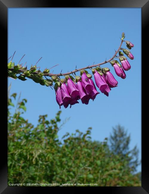 Pink foxglove against a blue summer sky Framed Print by Elizabeth Chisholm