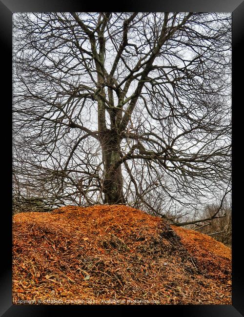 Winter tree silhouetted against the sky Framed Print by Elizabeth Chisholm