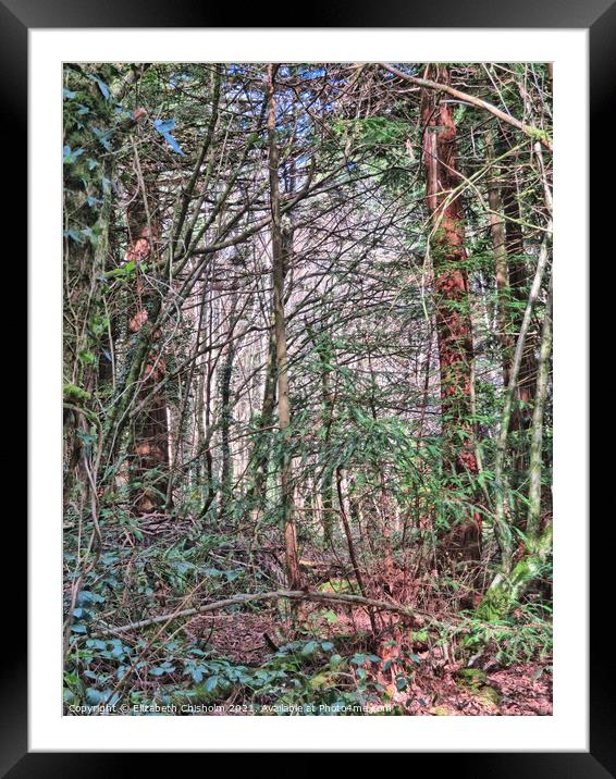 Tangled Woodland - Mysterious North Woods in Devon Framed Mounted Print by Elizabeth Chisholm
