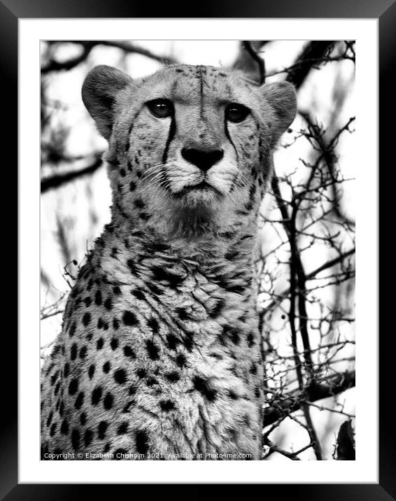 Cheetah in Black and White Framed Mounted Print by Elizabeth Chisholm