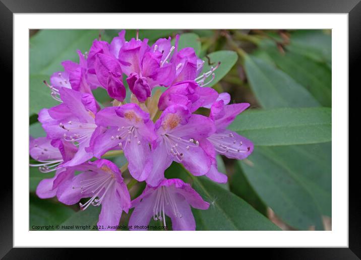 Purple rhododendron flowers Framed Mounted Print by Hazel Wright