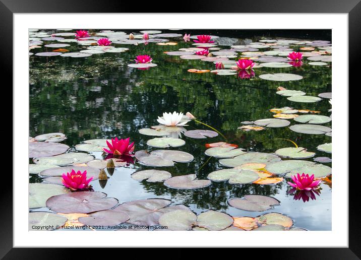 Lily pond Framed Mounted Print by Hazel Wright