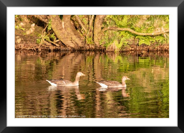 Graceful  Greylag Geese Glide Along River Framed Mounted Print by Hazel Wright