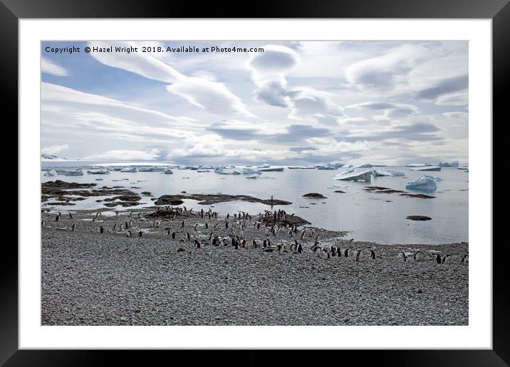 Majestic Gentoo Penguins on Brown Bluff Framed Mounted Print by Hazel Wright