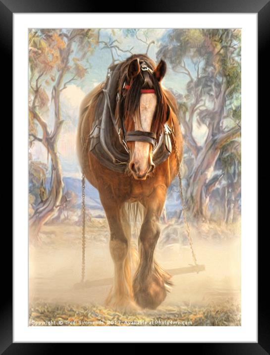 Clydesdale Solo Framed Mounted Print by Trudi Simmonds