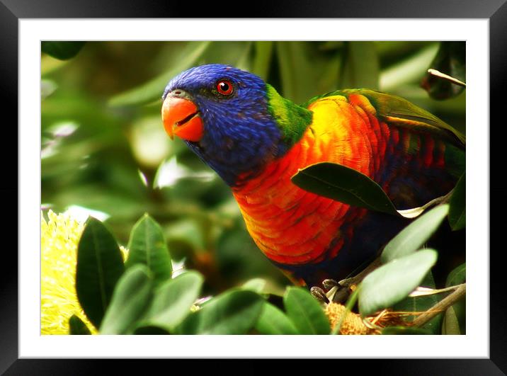 Lovely Lorikeet Framed Mounted Print by Trudi Simmonds