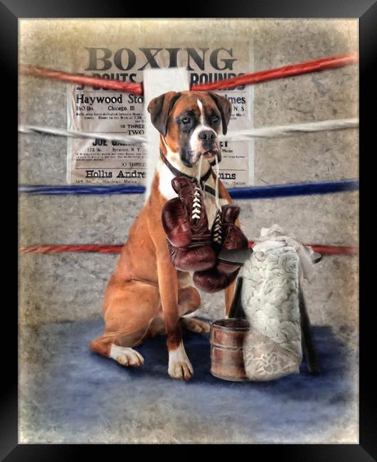 The Boxer Framed Print by Trudi Simmonds