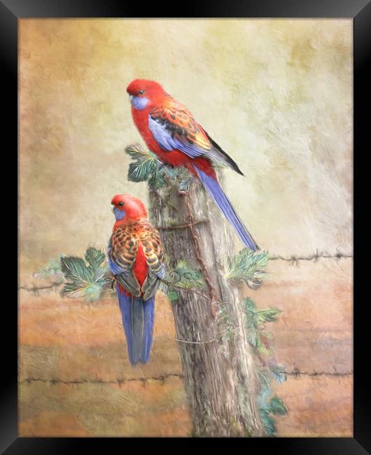 Crimson Rosella Framed Print by Trudi Simmonds
