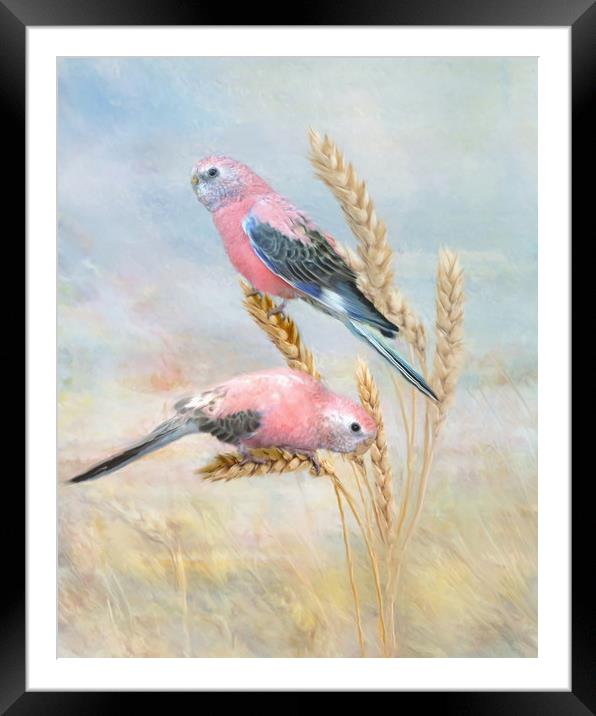 Bourkes Parrot Framed Mounted Print by Trudi Simmonds